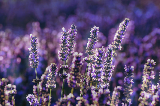 An Excerpt from The Art OF PERFUMERY, AND METHOD OF OBTAINING THE ODORS OF PLANTS